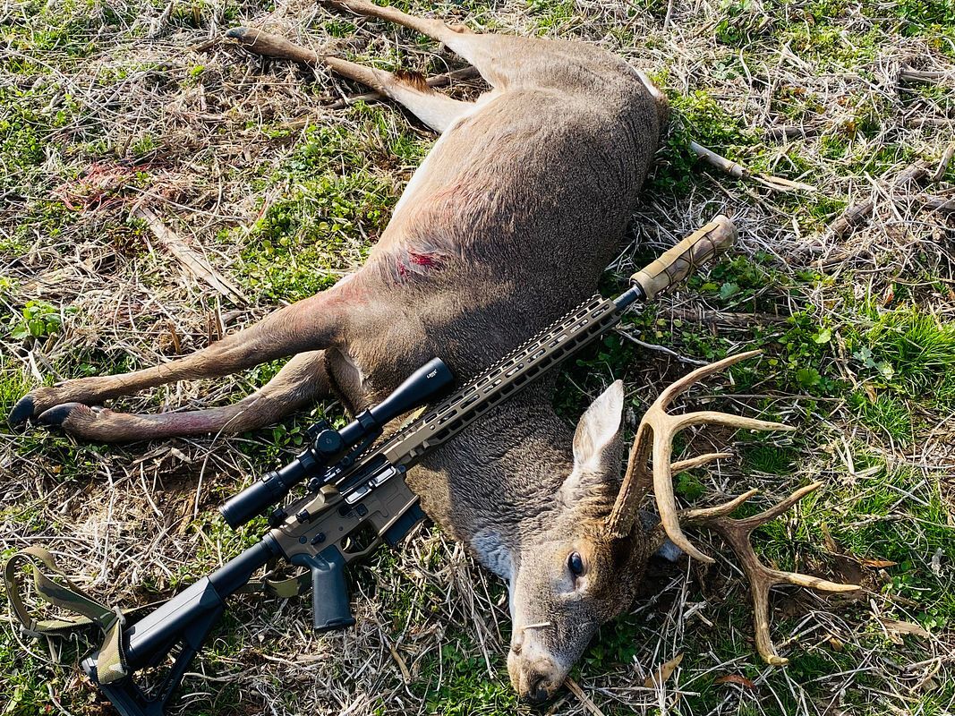 6mm arc ar-15 rifle and a harvested 10 point whitetail buck 6mm arc ar-15 rifle and a harvested 10 point whitetail buck