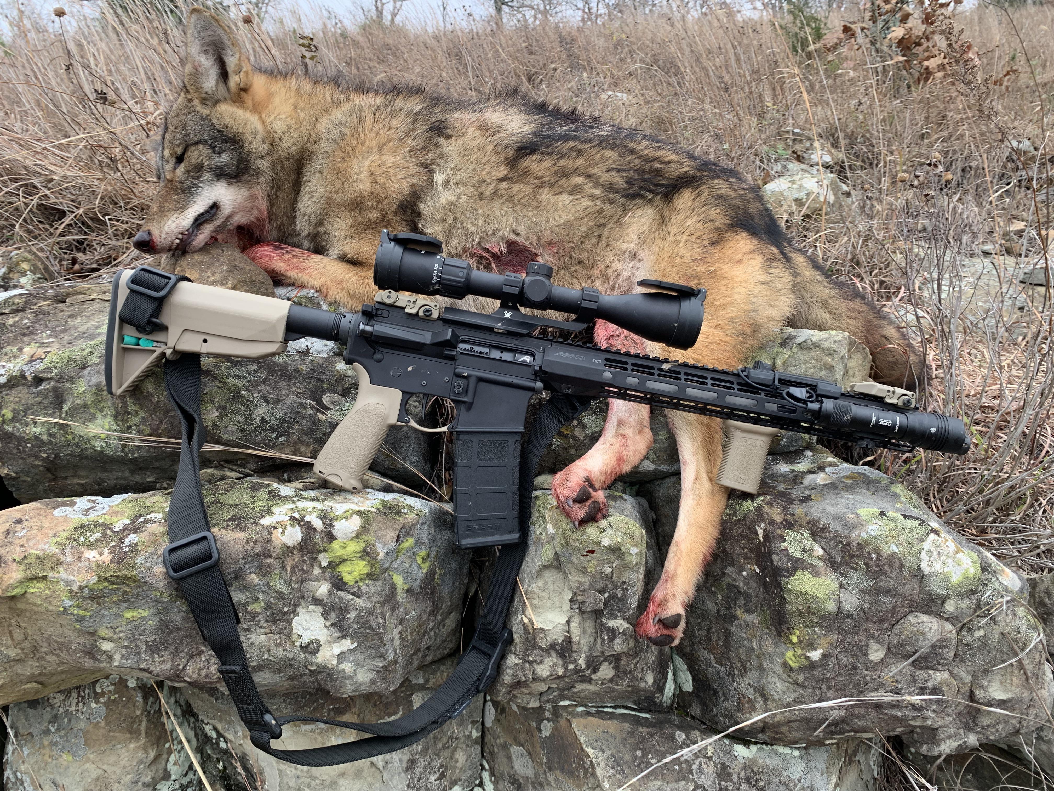 6mm arc ar-15 rifle and a harvested 10 point whitetail buck 6mm ARC AR-15 Rifle with a nice coyote recently harvested